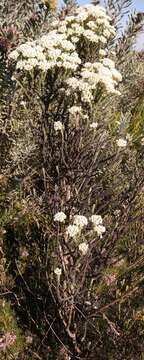Image of Shortleaf Blombush