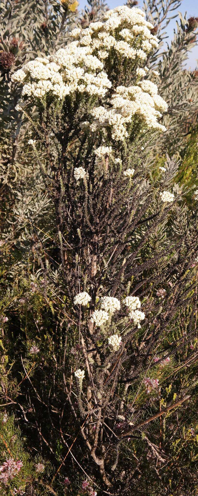 Image of Shortleaf Blombush