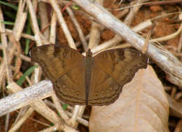 Image of chocolate pansy