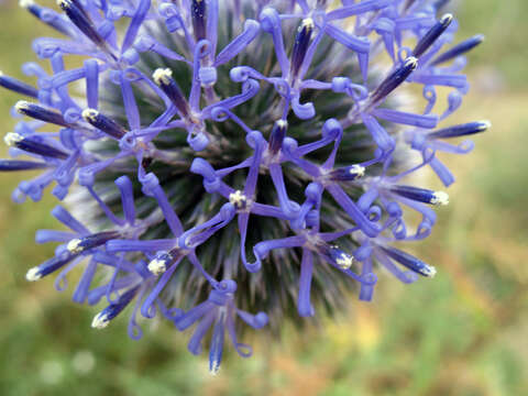 Image of Echinops orientalis Trautv.