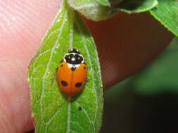 Image of Lady beetle