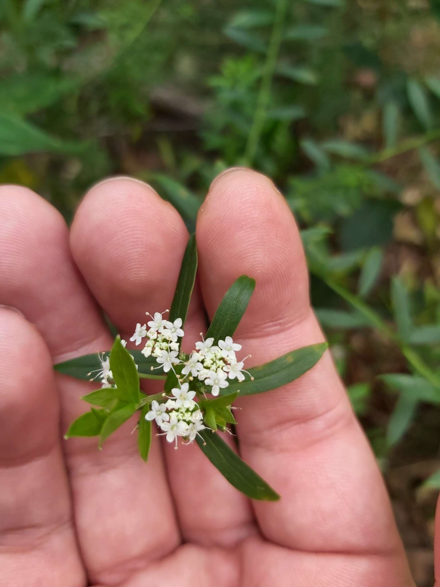 Imagem de Platysace lanceolata (Labill.) Druce