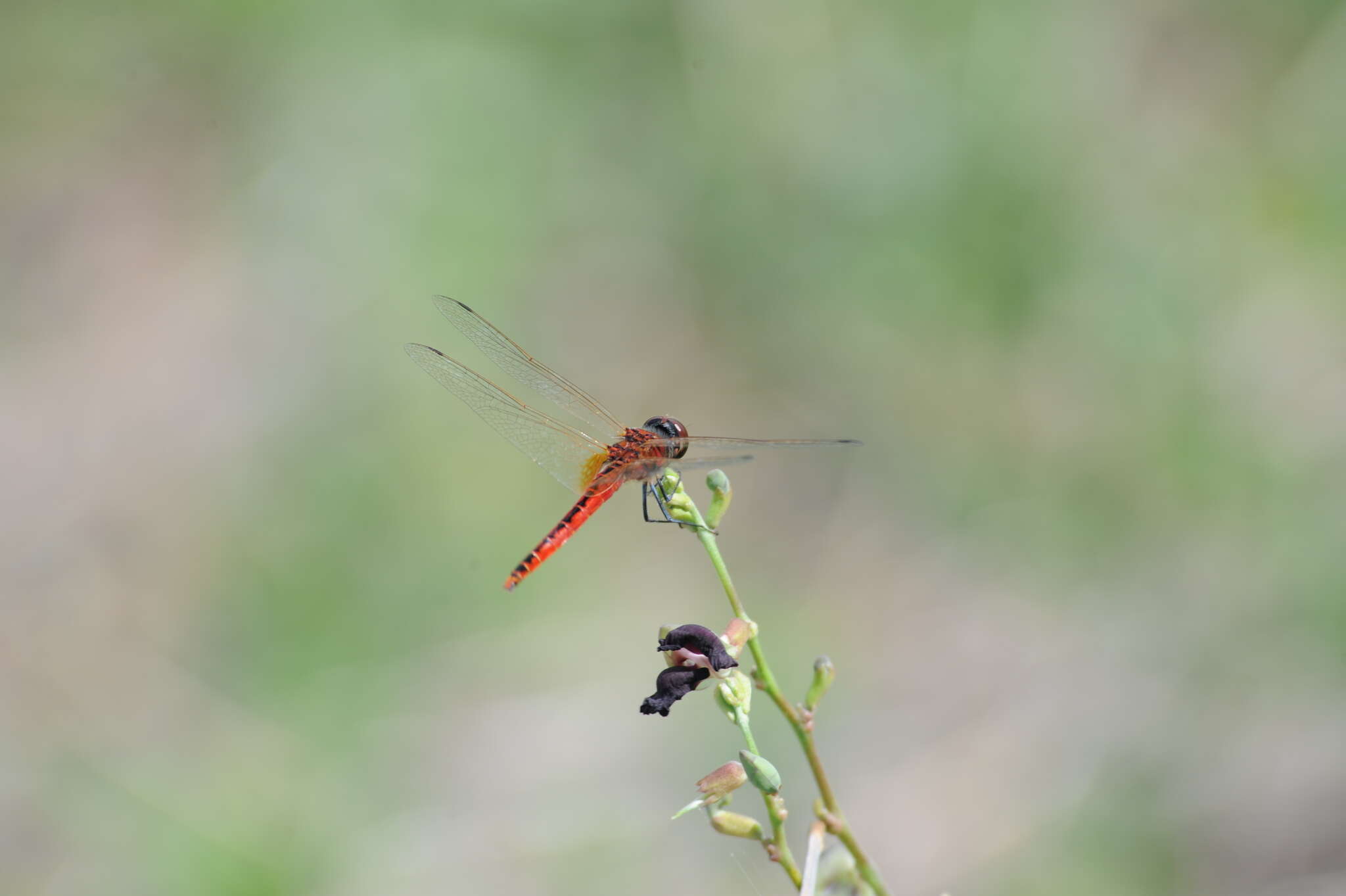 Image of Coastal Glider