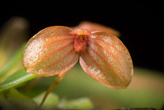 Image of Bulbophyllum ovalifolium (Blume) Lindl.