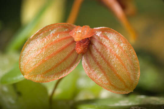 Image of Bulbophyllum ovalifolium (Blume) Lindl.