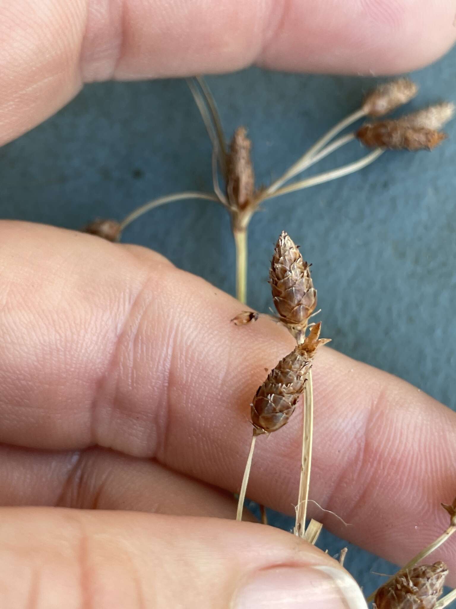 Imagem de Fimbristylis caroliniana (Lam.) Fernald