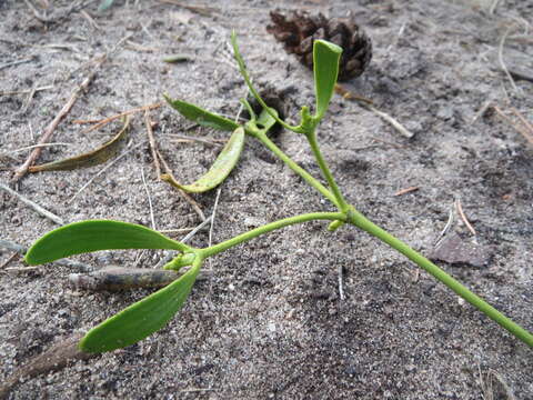 Image of European mistletoe