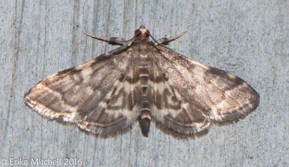 Image of Yellow-spotted Webworm Moth