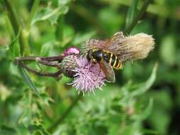 Image of Sericomyia silentis (Harris 1776)