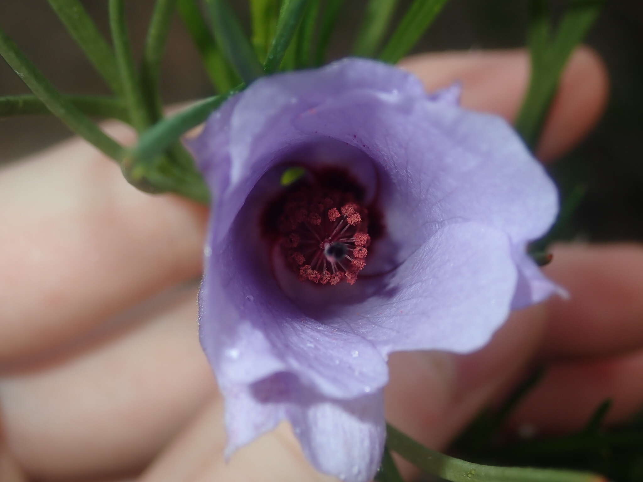 Image of Hibiscus hakeifolius Giordano