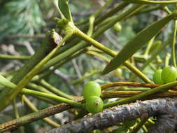 Image of European mistletoe