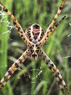 Image of Argiope magnifica L. Koch 1871