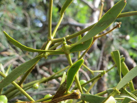 Image of European mistletoe