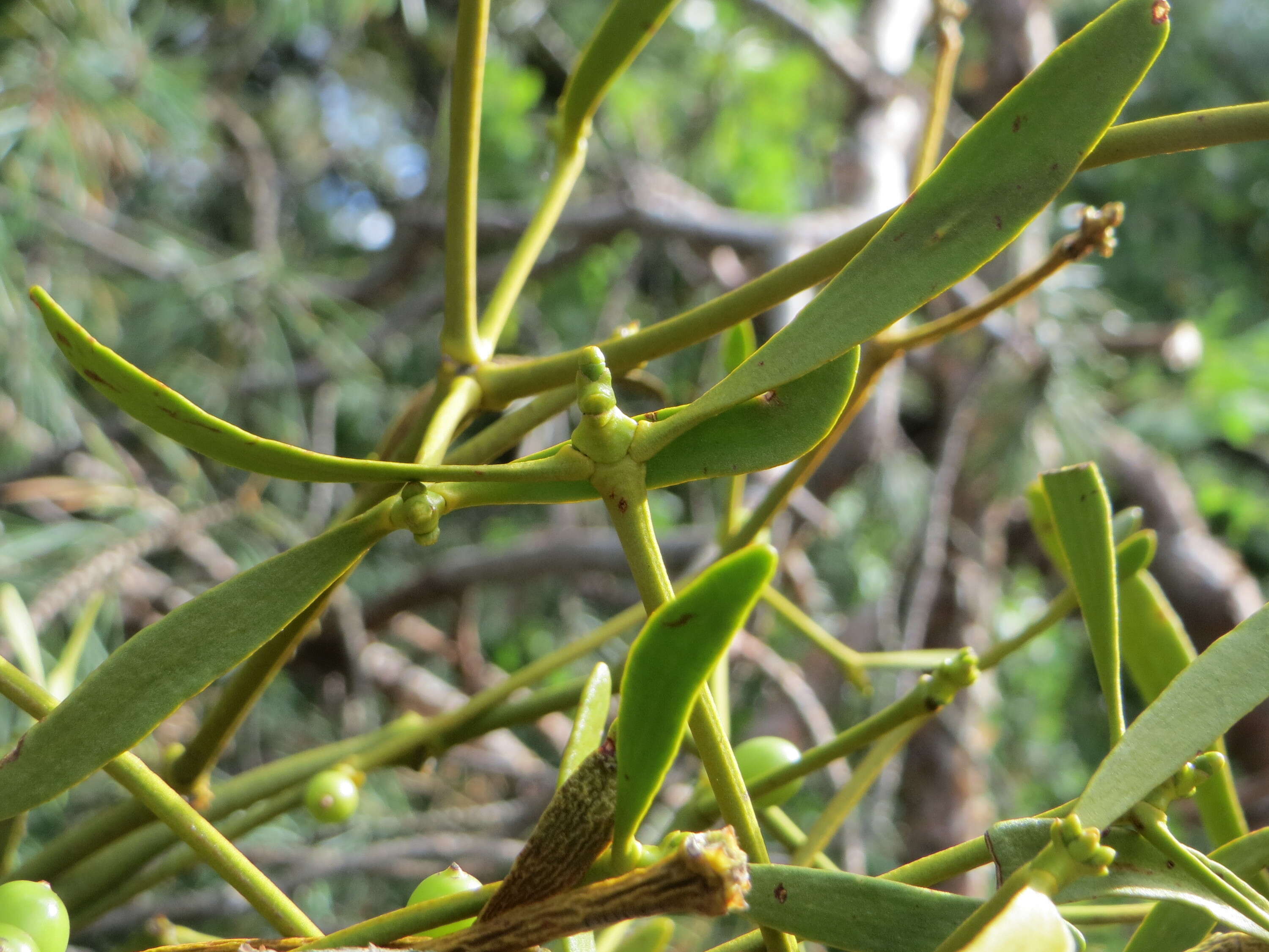 Image of European mistletoe