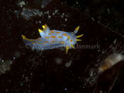 Image of Fourline nudibranch