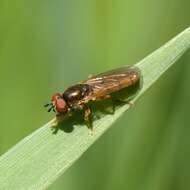 Image of Platycheirus quadratus (Say 1823)