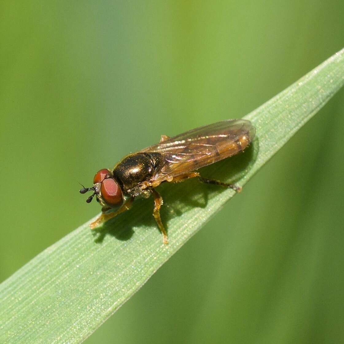 Imagem de Platycheirus quadratus (Say 1823)