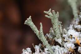 Image of Cladonia polydactyla (Flörke) Spreng.