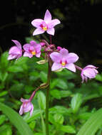 Imagem de Spathoglottis plicata Blume