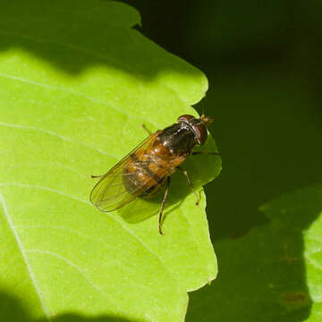 Image of Rhingia nasica Say 1823