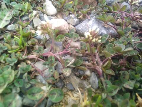 Image of Trifolium hybridum subsp. elegans (Savi) Asch. & Graebn.