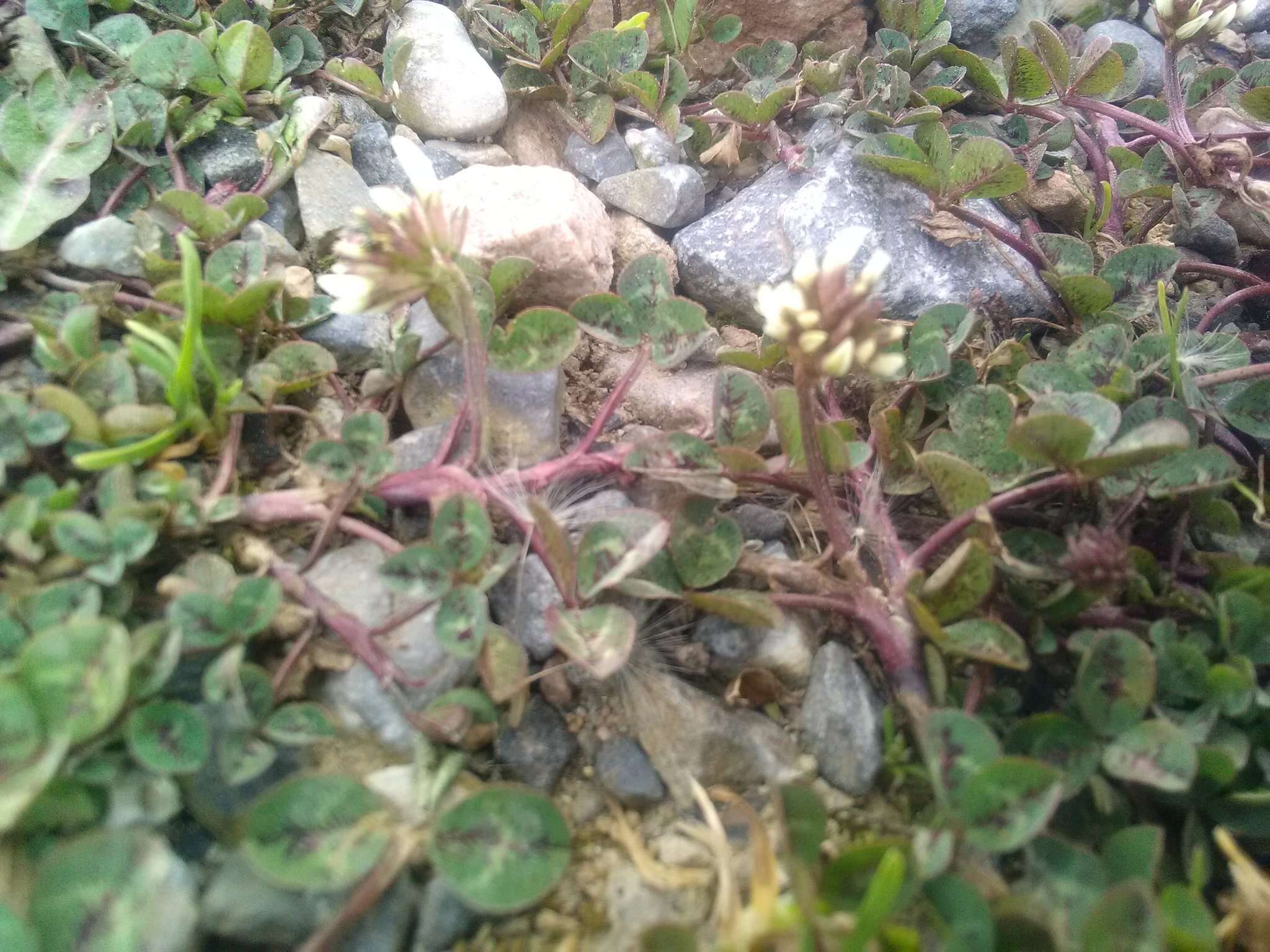 Image of Trifolium hybridum subsp. elegans (Savi) Asch. & Graebn.