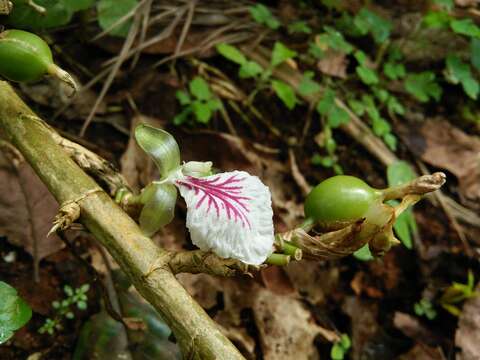 Elettaria resmi