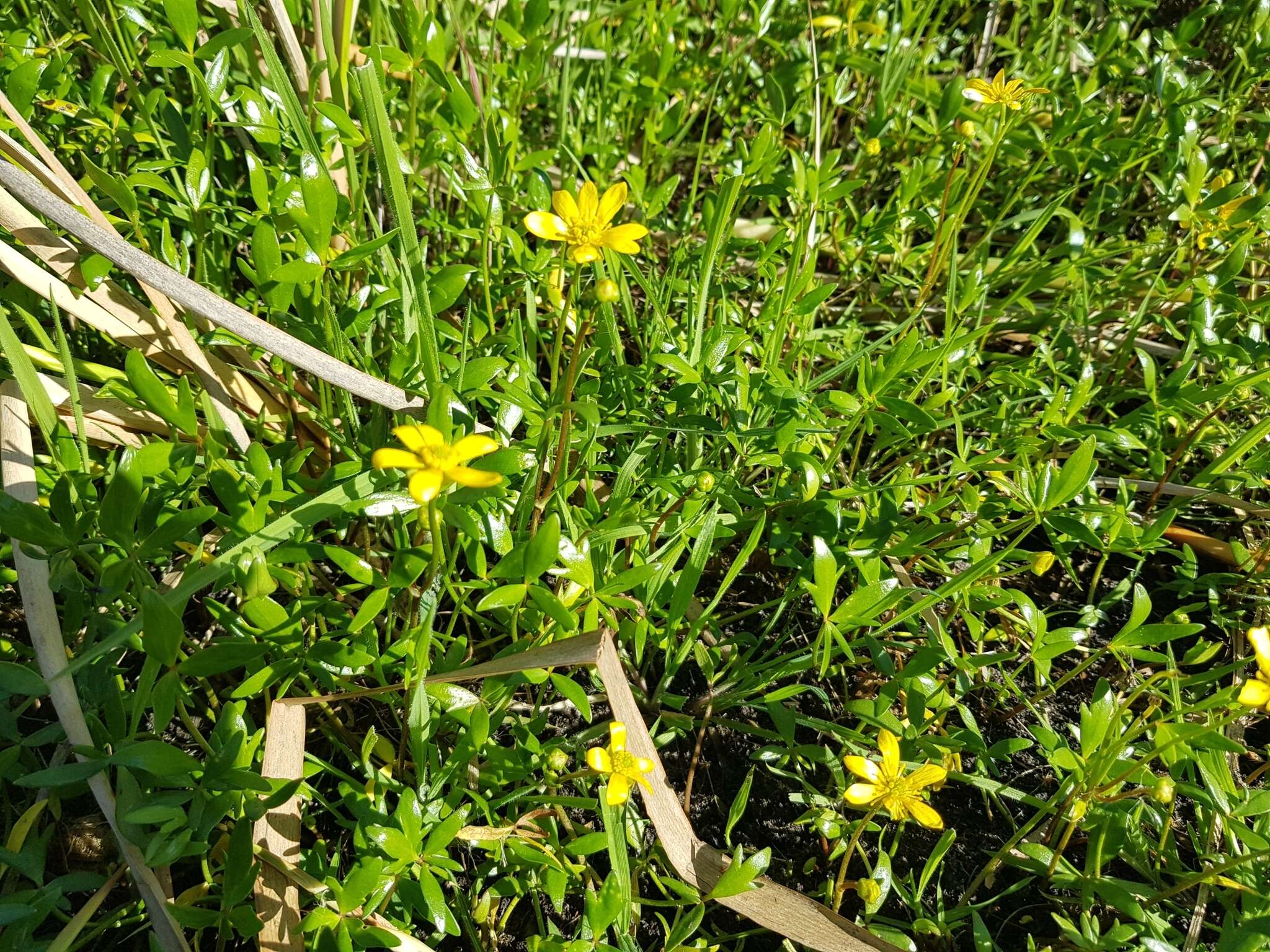 Image of Ranunculus amphitrichus Colenso