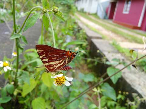 Image of Cigaritis lohita