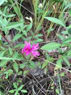 Plancia ëd Clarkia concinna subsp. raichei G. A. Allen, V. S. Ford & L. D. Gottlieb