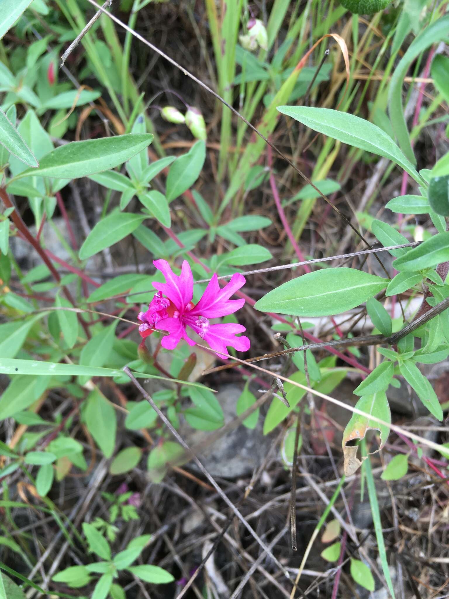 Image of Raiche's clarkia