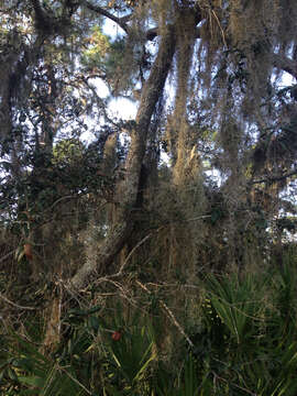 Image of Southern Live Oak