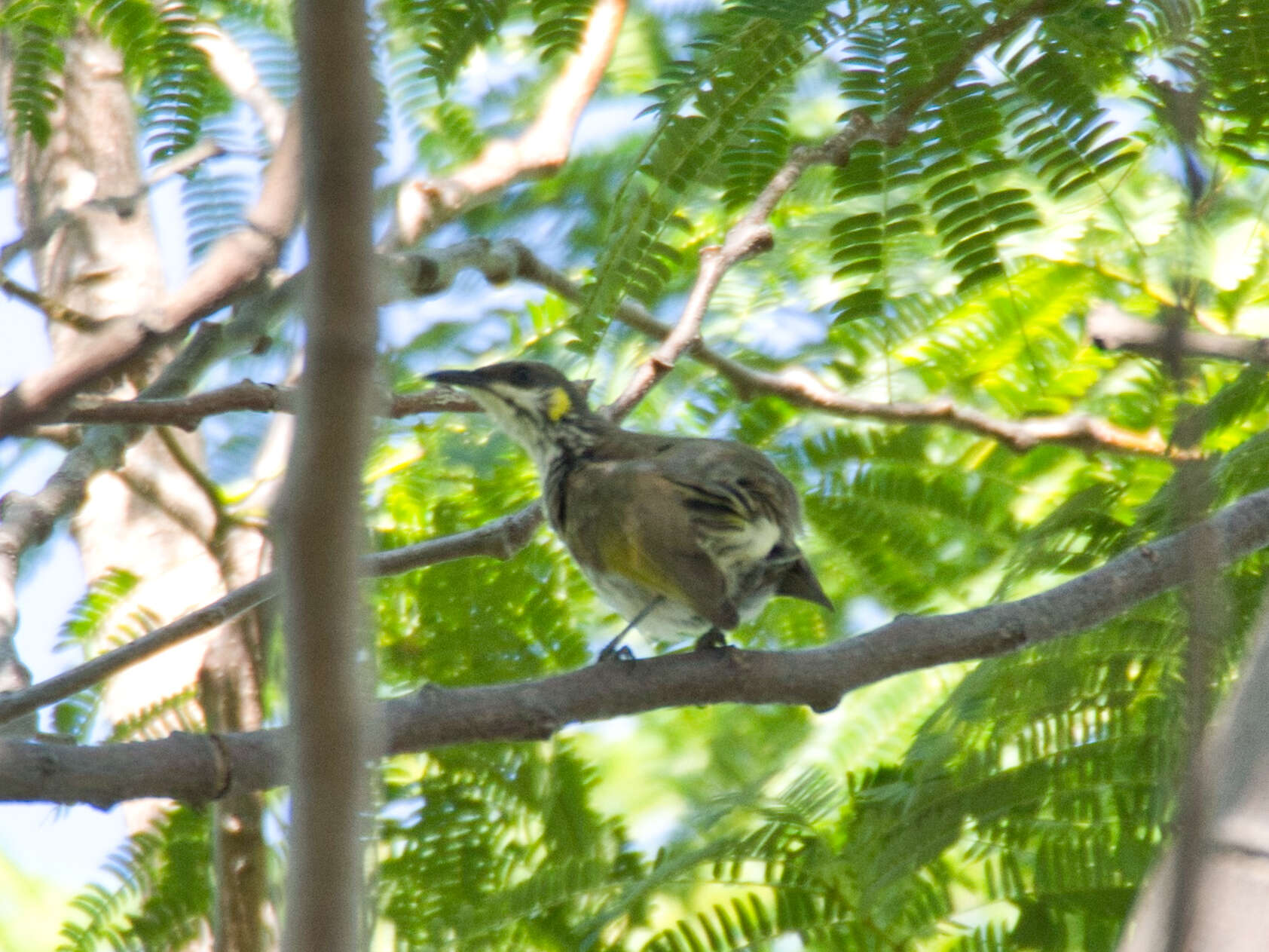 Image of Streak-breasted Honeyeater