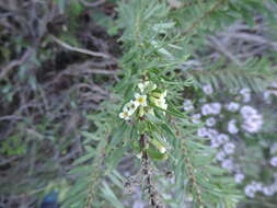 Image of Flax-Leaved Daphne