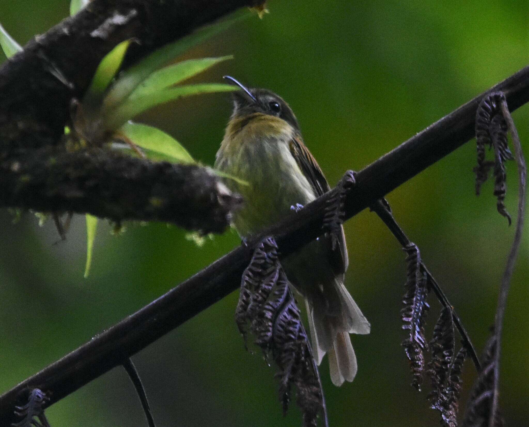 Image of Fulvous-breasted Flatbill