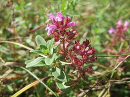 Image of breckland thyme