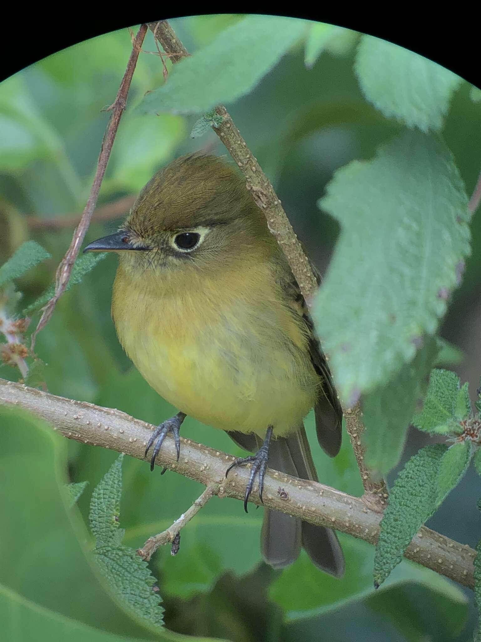 Image of Yellowish Flycatcher