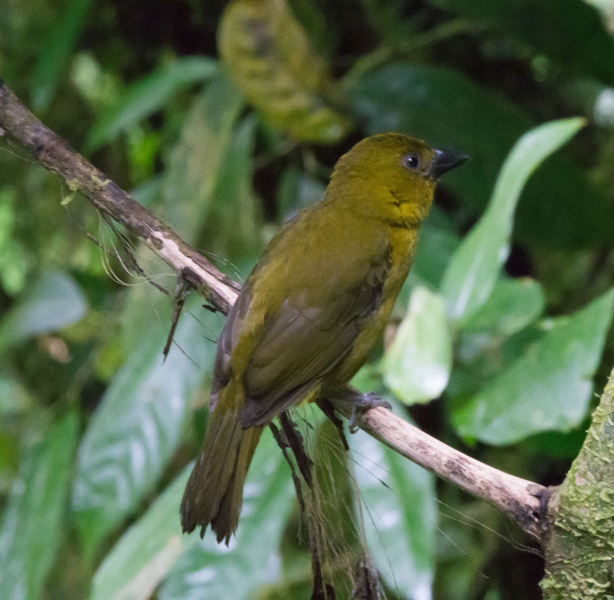 Chlorothraupis carmioli (Lawrence 1868)的圖片