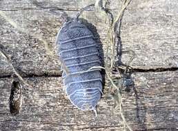 Image of Armadillidium cythereium Strouhal 1937