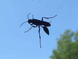 Image of Blue Mud Wasps