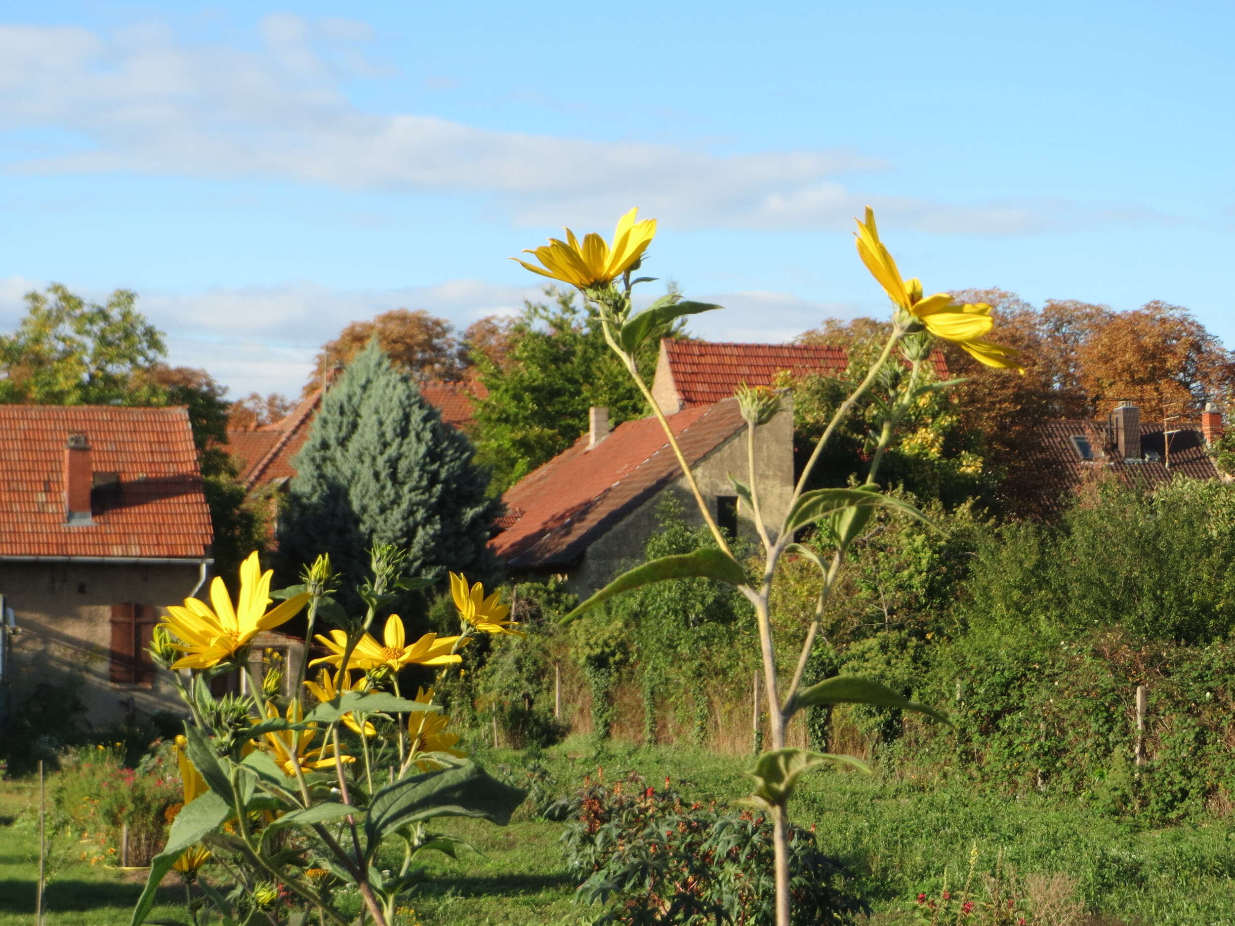 Image of Jerusalem artichoke