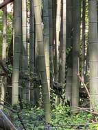 Plancia ëd Phyllostachys reticulata (Rupr.) K. Koch