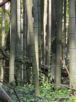 Image of Japanese timber bamboo