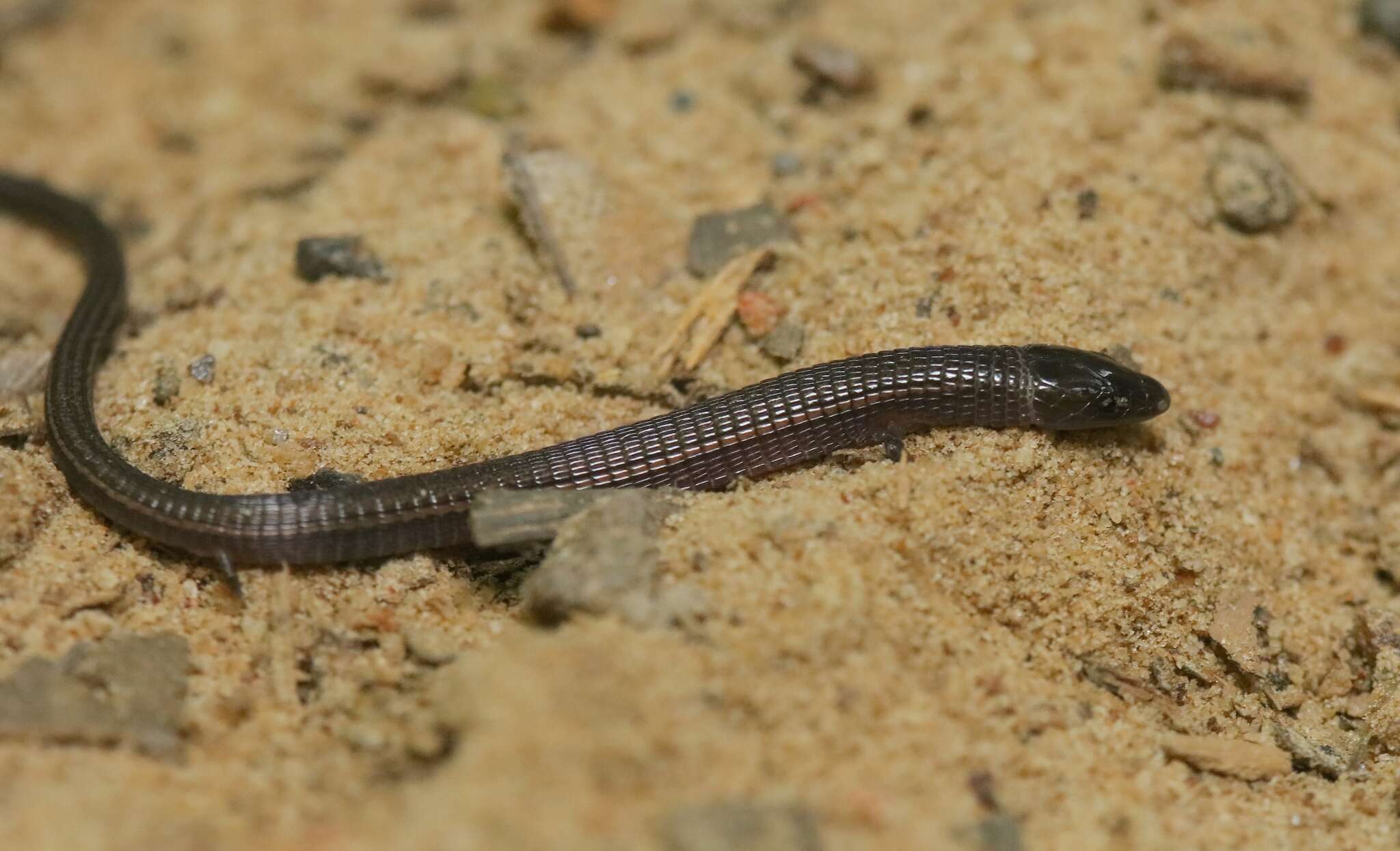 Image of Bachia flavescens (Bonnaterre 1789)