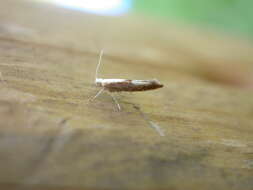 Image of Argyresthia albistria Haworth 1828