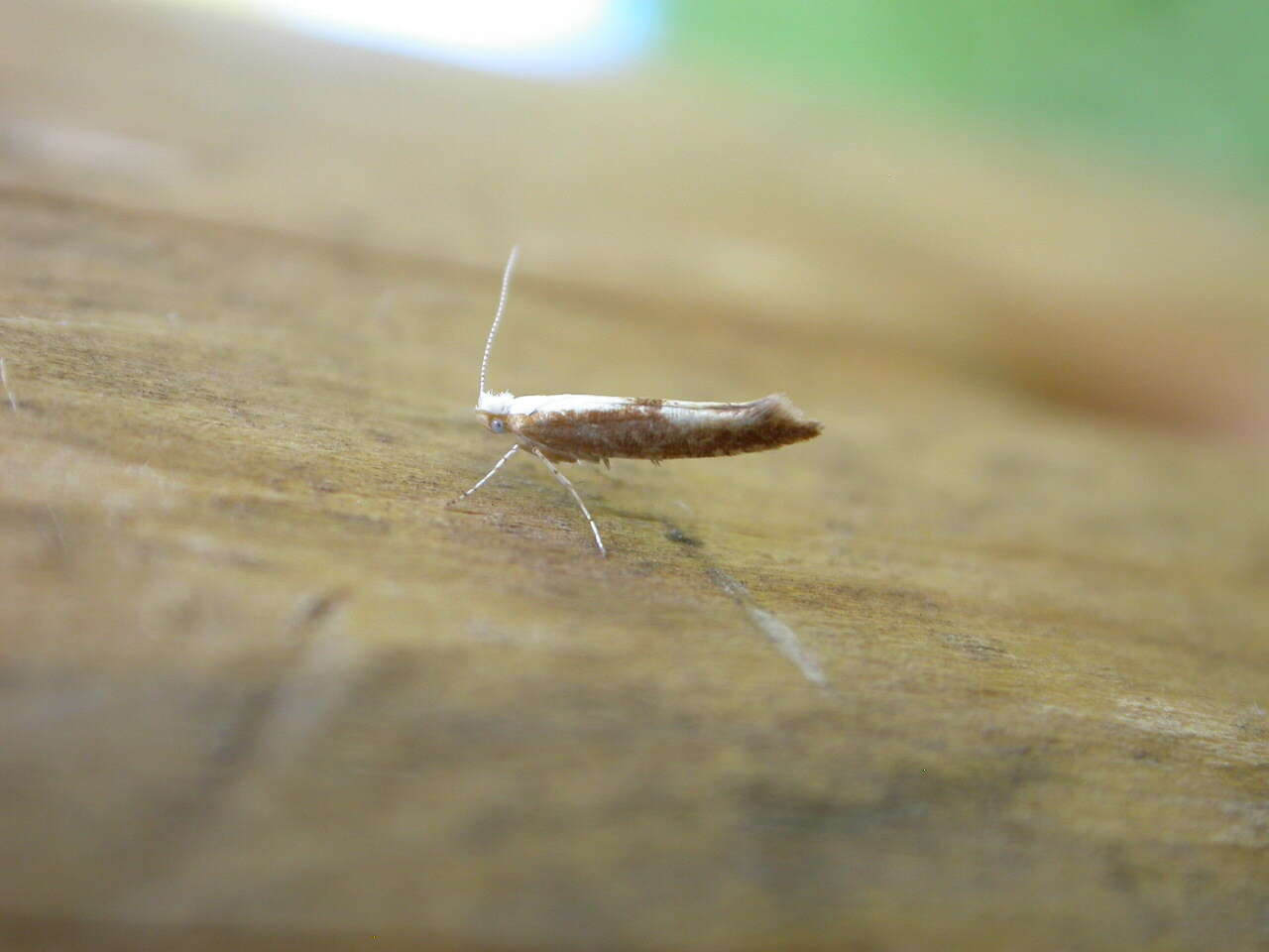 Imagem de Argyresthia albistria Haworth 1828