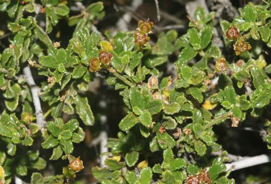 Image of wavyleaf buckbrush