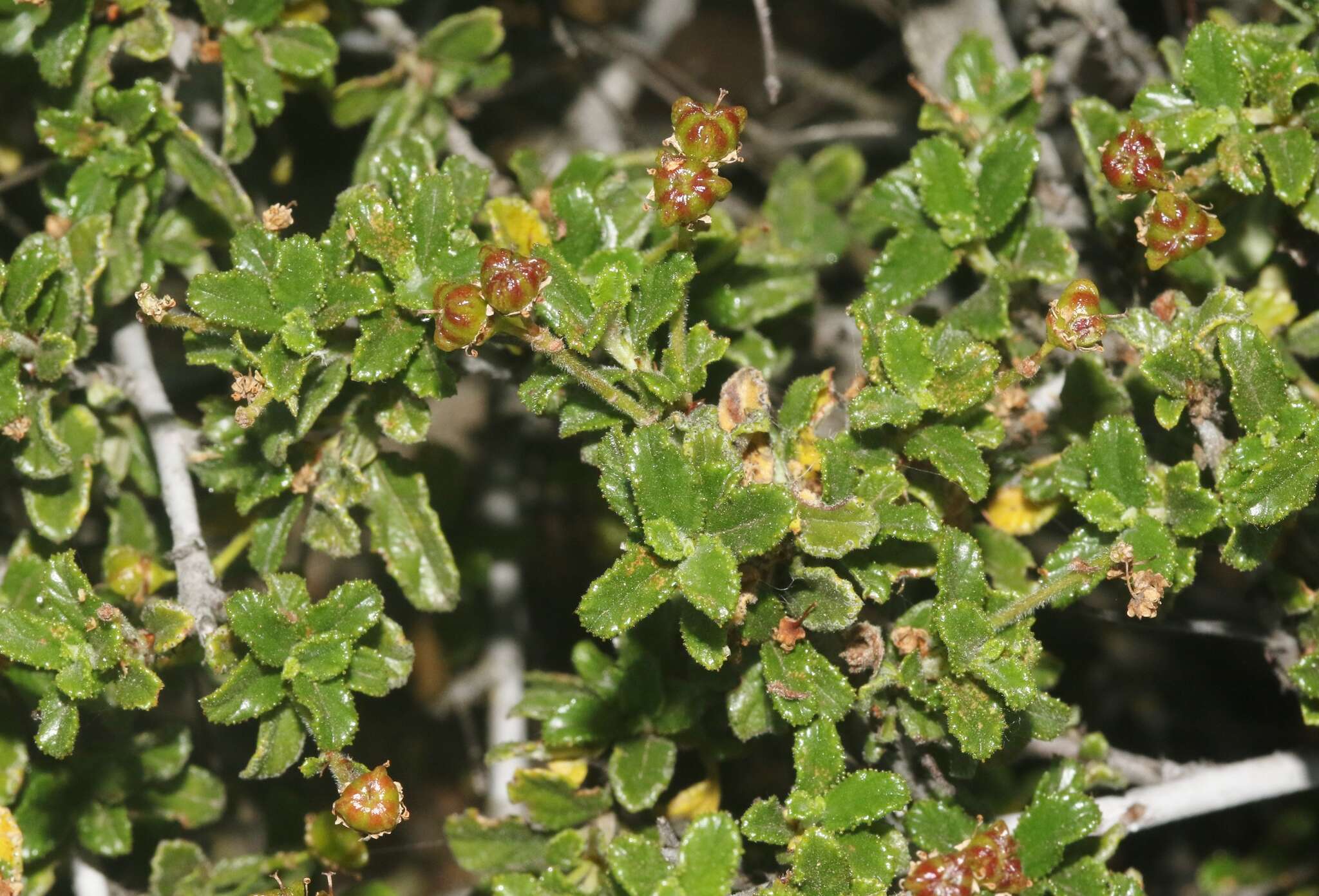 Image de Ceanothus foliosus var. medius Mc Minn