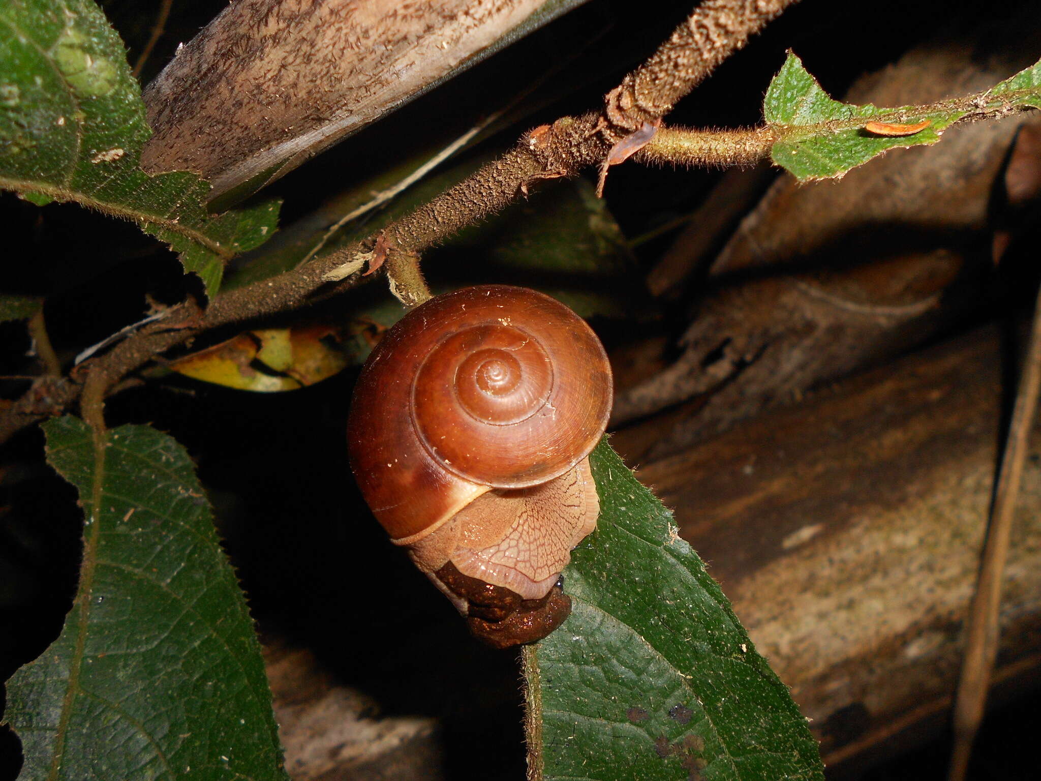 Image of Hemiplecta retrorsa (A. Gould 1843)