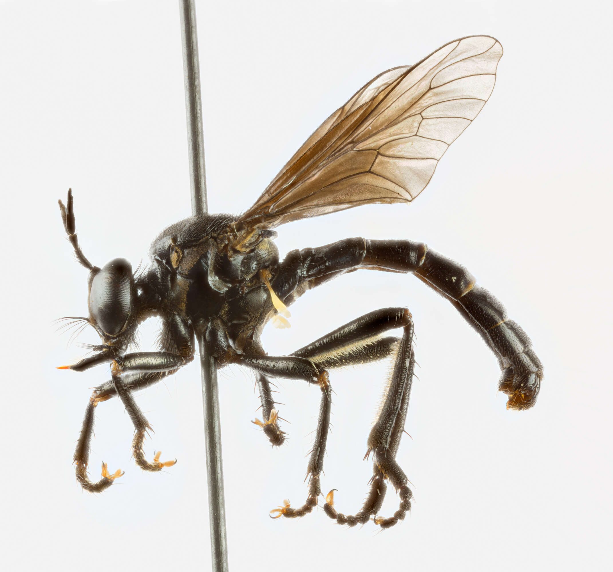 Image of Dioctria atricapilla Meigen 1804